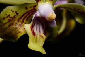 Vanda lamellata