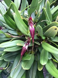 Bulbophyllum fascinator