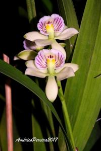 Prosthechea radiata