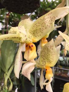 Stanhopea ruckeri