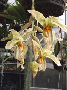 Stanhopea ruckeri