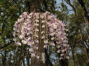 Dendrobium polyanthum