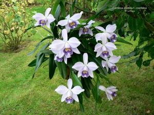 Cattleya pumila