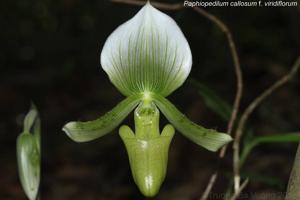 Paphiopedilum callosum