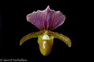 Paphiopedilum charlesworthii