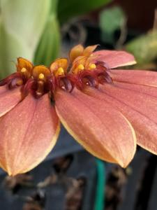 Bulbophyllum mastersianum