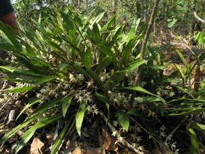 Coelogyne flaccida