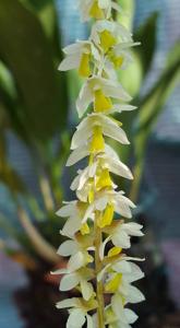 Coelogyne cobbiana