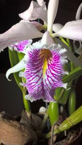 Cattleya maxima