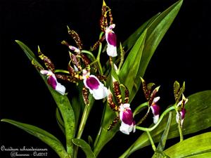 Oncidium schroederianum