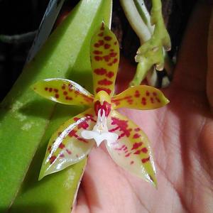 Phalaenopsis cornu-cervi