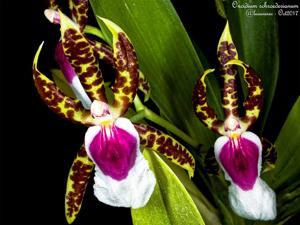 Oncidium schroederianum