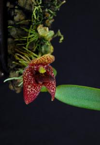 Bulbophyllum disciflorum