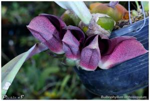 Bulbophyllum orthosepalum