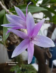 Dendrobium ceraula