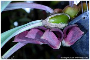 Bulbophyllum orthosepalum