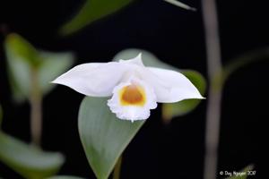 Sobralia decora