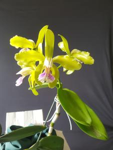 Cattleya granulosa