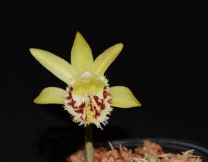 Pleione forrestii