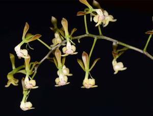 Epidendrum veroscriptum