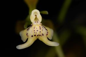 Epidendrum veroscriptum