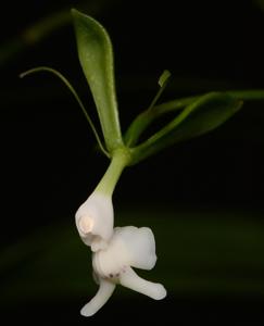 Epidendrum veroscriptum