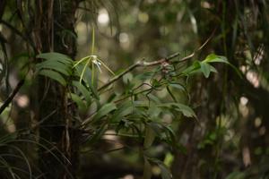 Epidendrum nocturnum