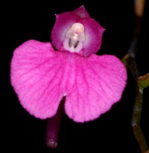 Comparettia falcata