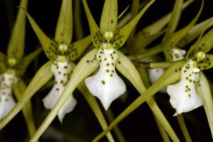 Brassia verrucosa