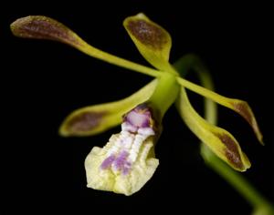 Oestlundia luteorosea