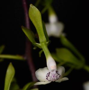 Epidendrum veroscriptum