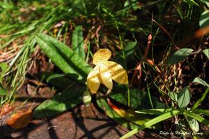 Paphiopedilum concolor