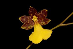 Oncidium graminifolium