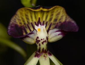 Prosthechea cochleata