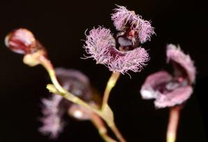 Stelis villosa