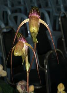 Paphiopedilum adductum