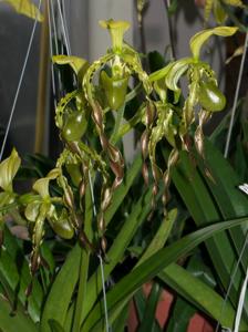 Paphiopedilum parishii