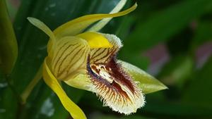 Coelogyne fimbriata