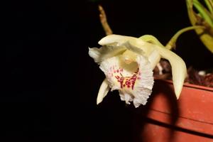 Chondroscaphe merana