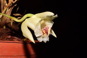 Chondroscaphe merana