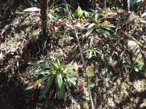 Paphiopedilum villosum