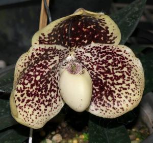 Paphiopedilum godefroyae