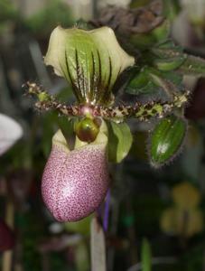 Paphiopedilum victoria-regina