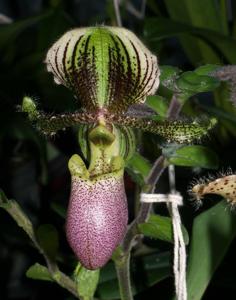 Paphiopedilum victoria-regina