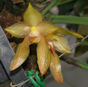 Bulbophyllum cootesii