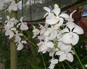 Vanda coerulea