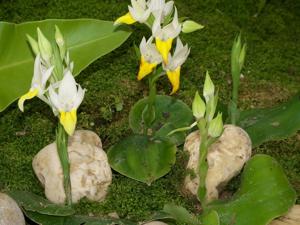 Pecteilis hawkesiana