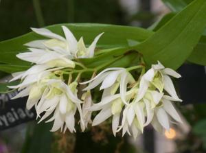 Dendrobium cuspidatum