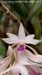 Dendrobium amethystoglossum