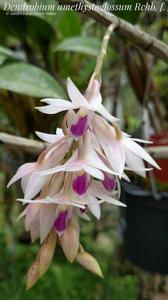 Dendrobium amethystoglossum